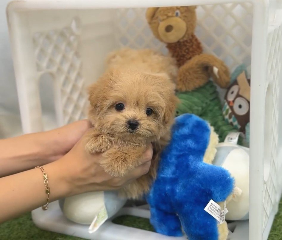 Mini Maltipoo puppies