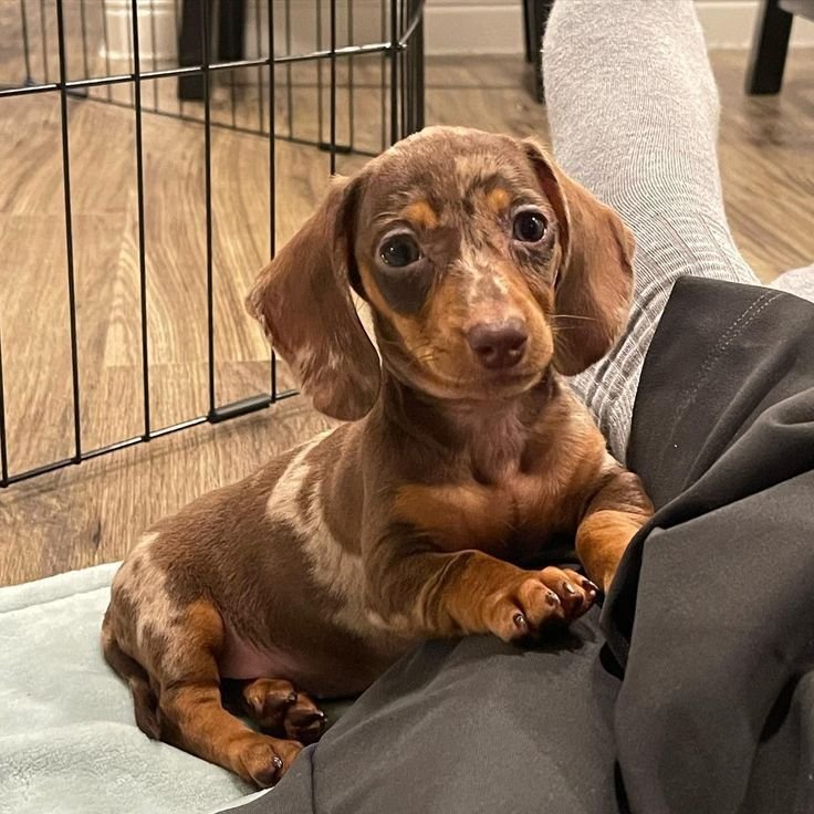 Dachshund Puppies For Sale