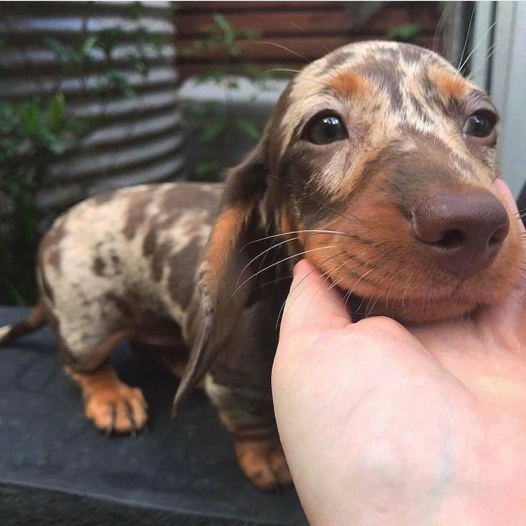 Mini Dachshund Puppy Home