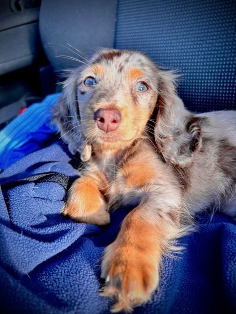 Mini Dachshund Puppy Home