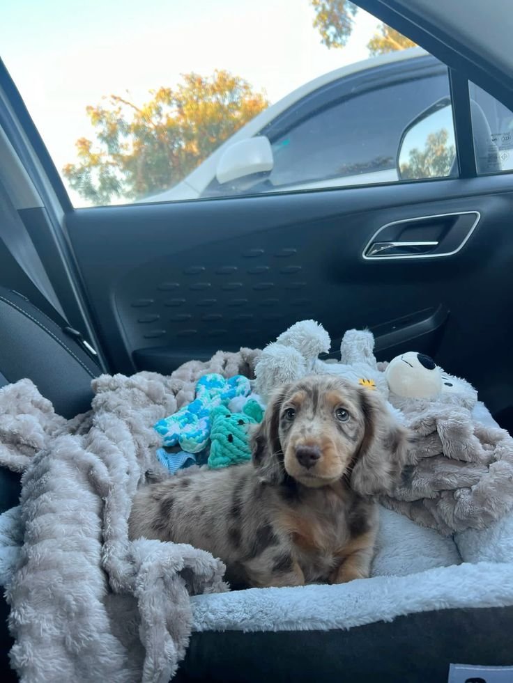 Mini Dachshund Puppy for sale