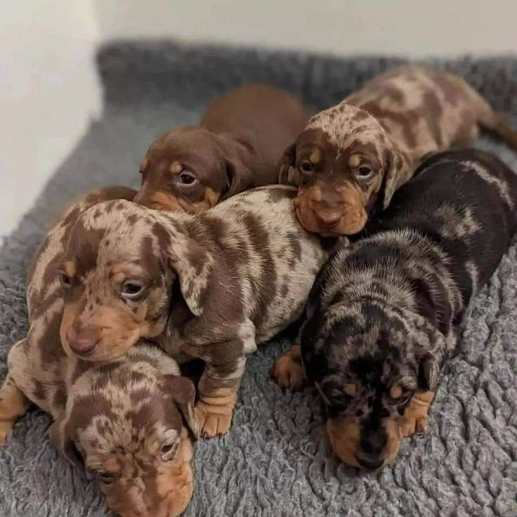 Dachshund Puppies For Sale