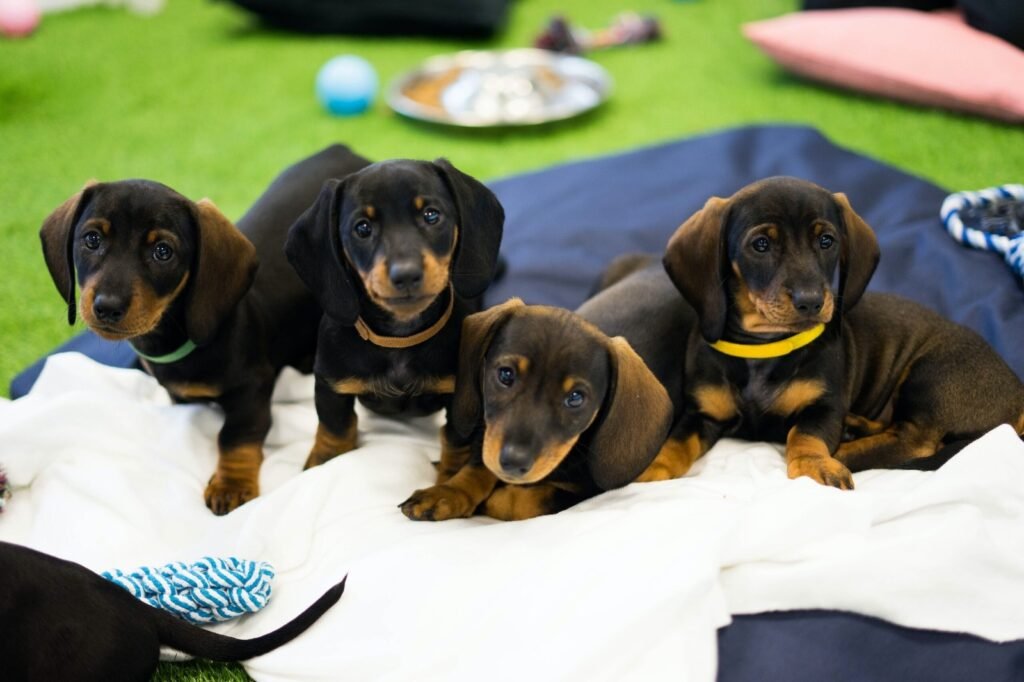 mini dachshund puppies for sale