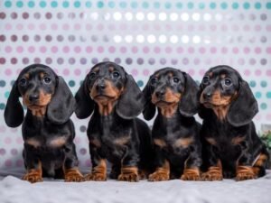 mini dachshund puppies for sale