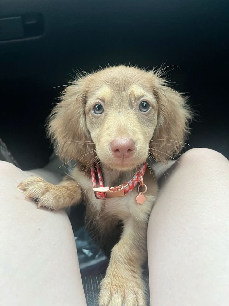 mini dachshund puppies for sale