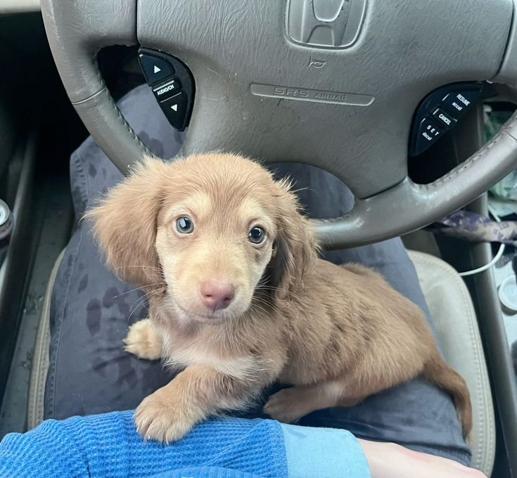 minidachshund puppies for sale