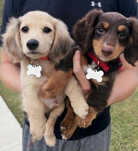 Mini Dachshund puppies for sale