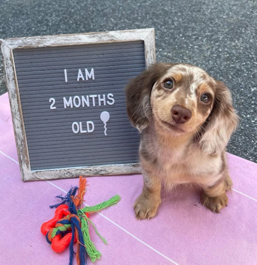 Mini Dachshund puppies for sale