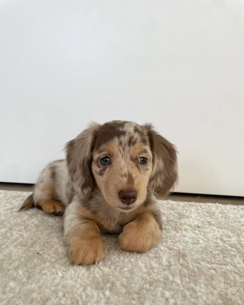 Mini Dachshund puppies for sale