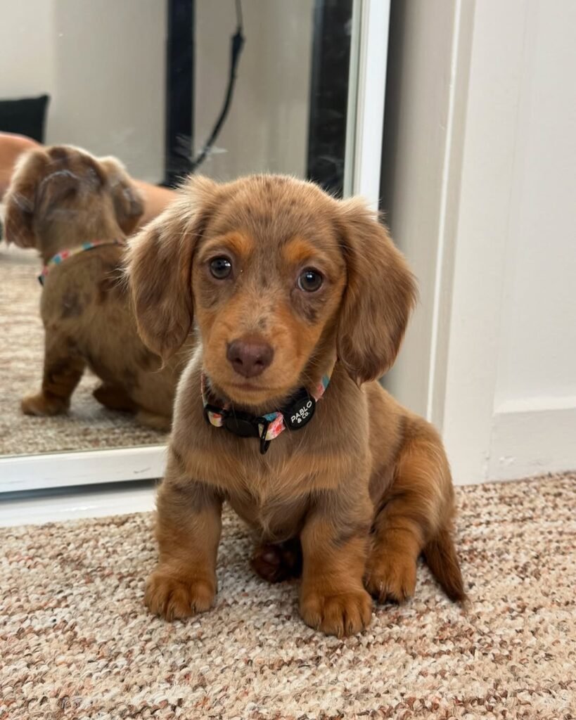 Mini Dachshund puppies for sale