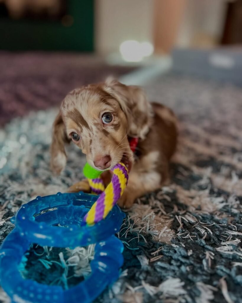 Mini Dachshund puppies for sale