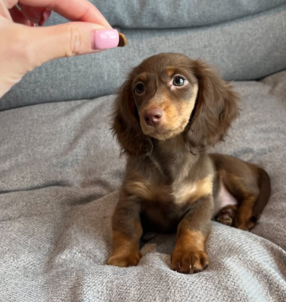 Mini Dachshund puppies for sale