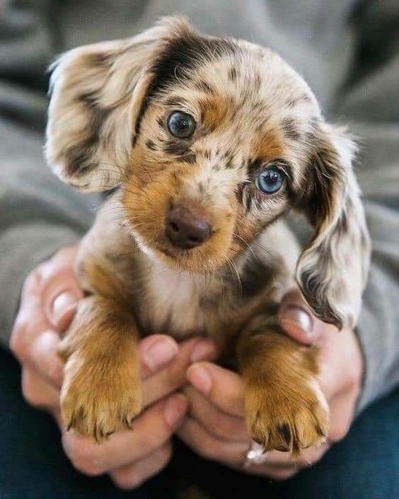 Mini Dachshund puppies for sale