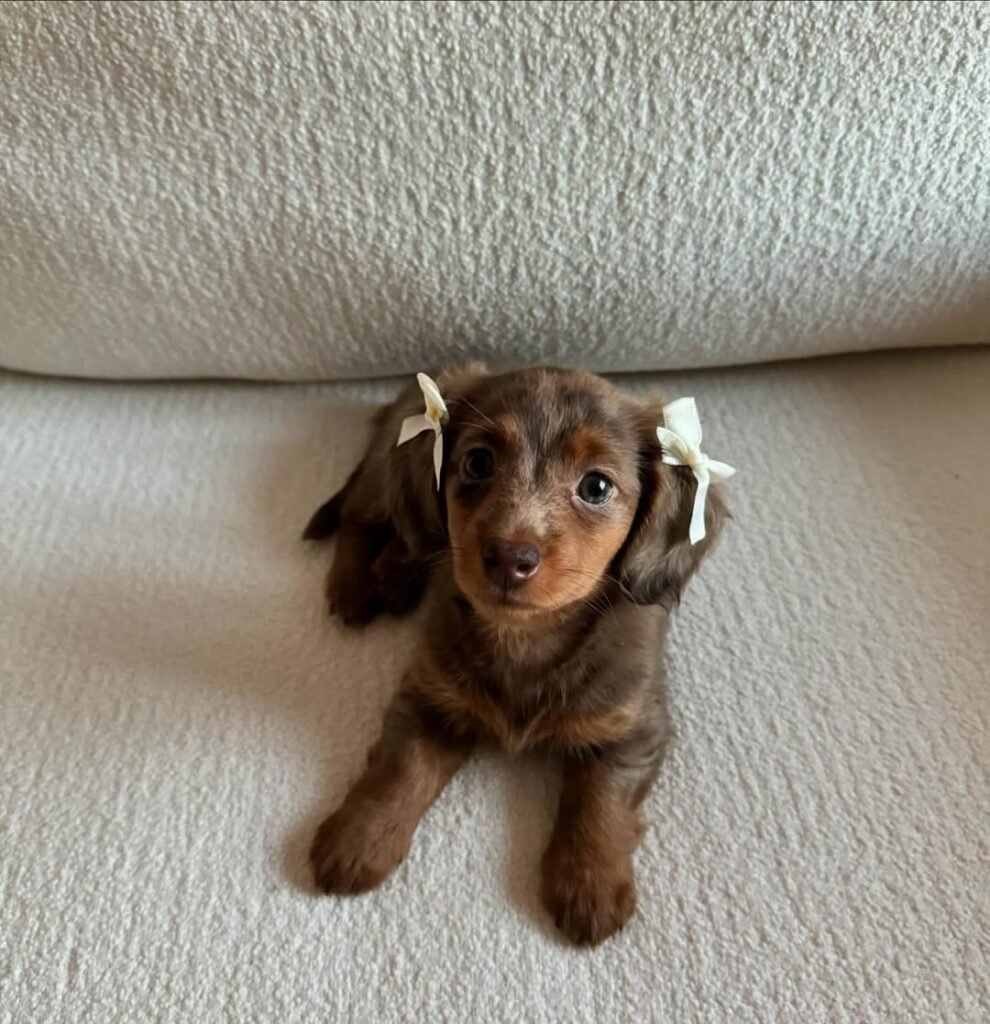 Mini Dachshund puppies for sale